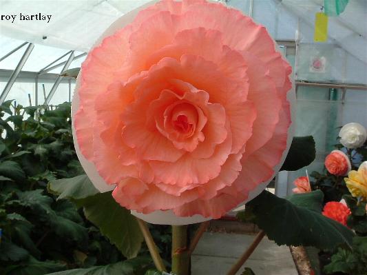 B. ‘Roy Hartley’